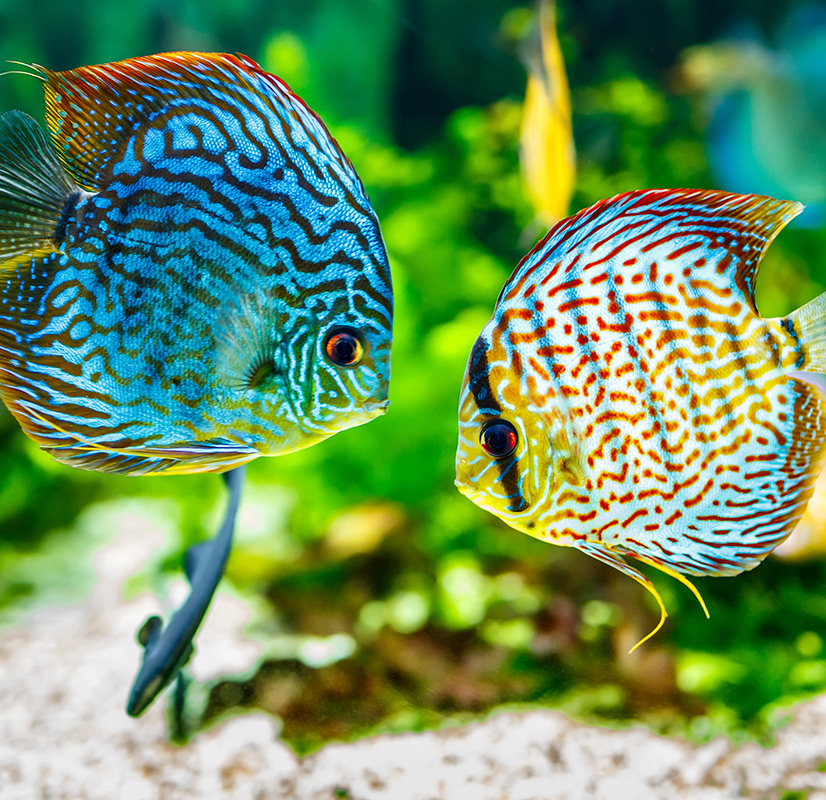 Cichlids / Discus / A KALİTE LEOPARD 14 cm at sahibinden.com - 1161443083