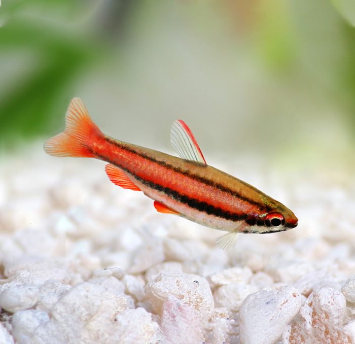 Fishtian | Pencilfish