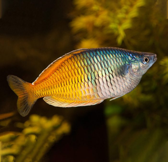 rainbow fish rainbow fish
